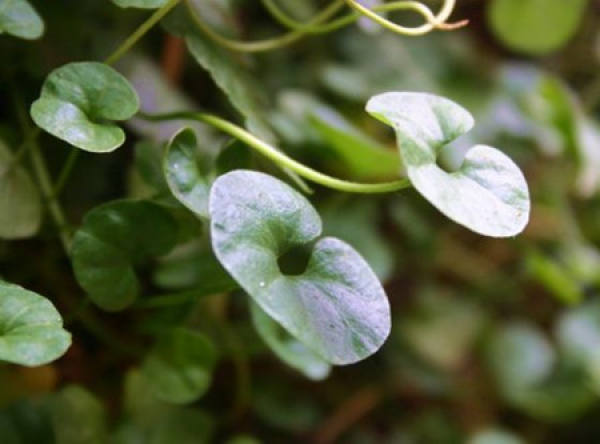 Sclerotinia sclerotiorum of Dichondra repens