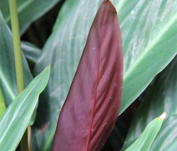 Cultivation method of purple-back arrowroot
