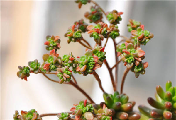 Lilliputian summer breeding method: light