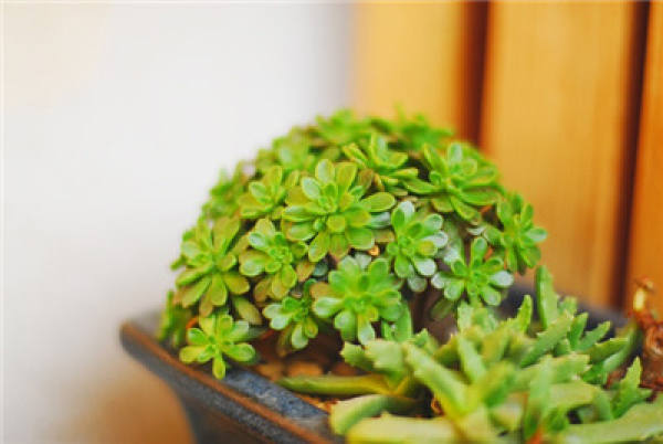 Lilliputian summer breeding method: light