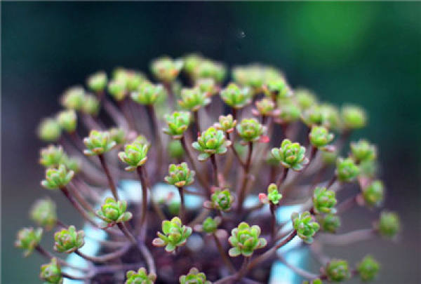 Lilliputian summer breeding method: water and fertilizer