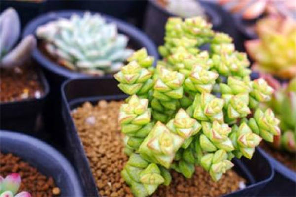 Watering method of millet star
