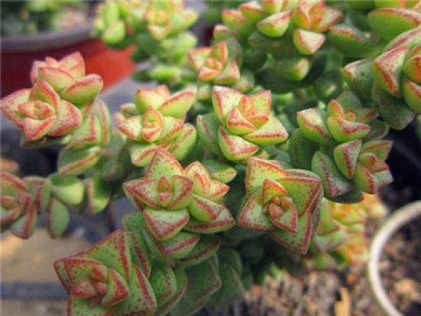 Illumination Requirement of Millet Star Culture in Winter
