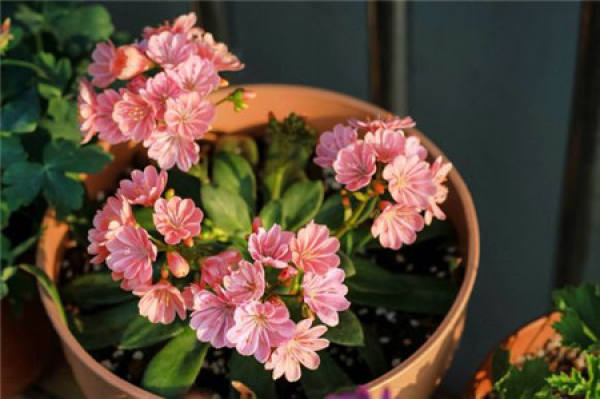 Planting time of Luwei flower