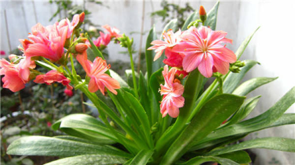 Planting time of Luwei flower