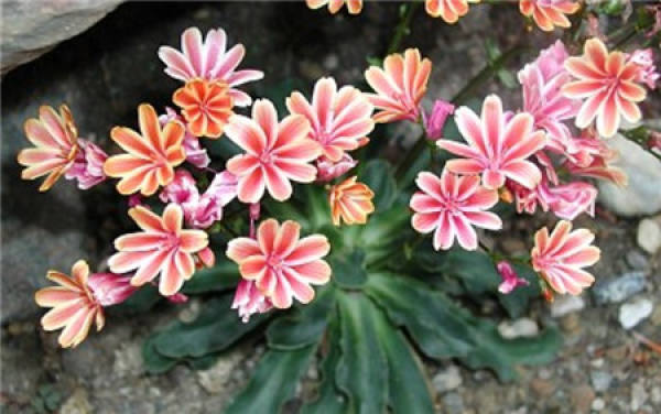 Planting time of Luwei flower