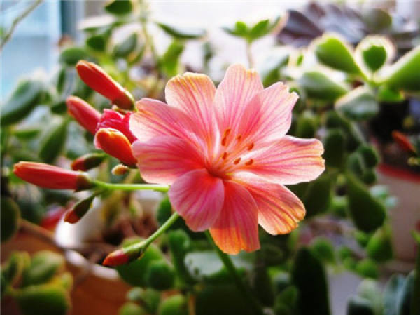 Pruning method of Luwei flower