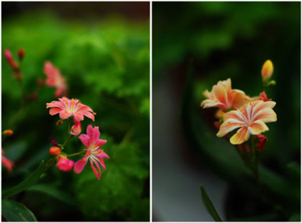 Fertilizing method for Luwei flower