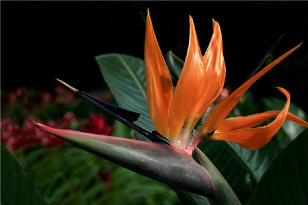 Strelitzia Regina