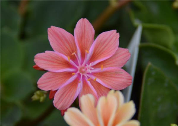 Luwei flower-changing upper pot