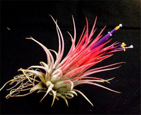 Placement and arrangement of air pineapple