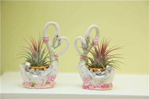 Placement and arrangement of air pineapple