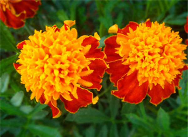 Tagetes patula L.