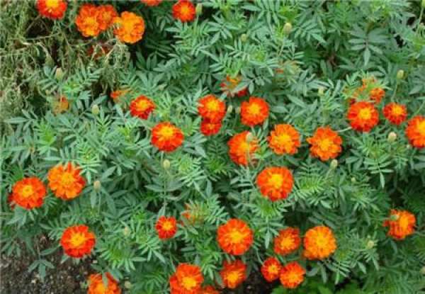 Tagetes patula L.