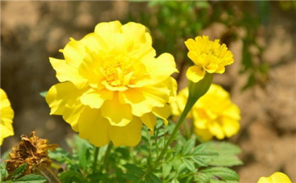 Tagetes patula L.
