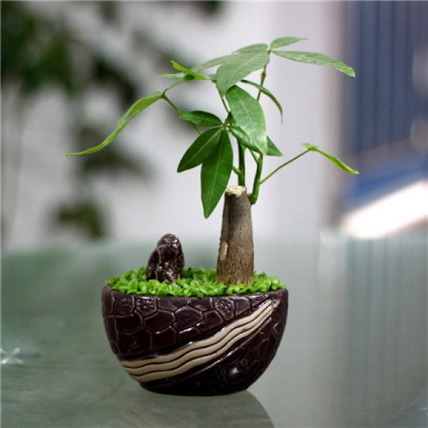 The Taboo of Placement of Fortune Tree