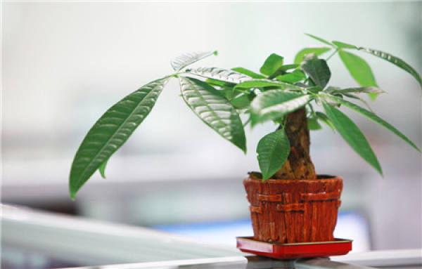 The Etiquette and Taboo of Gift-giving of Fortune Tree