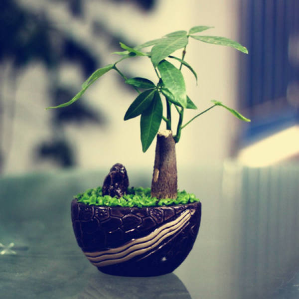 Water the rich tree.