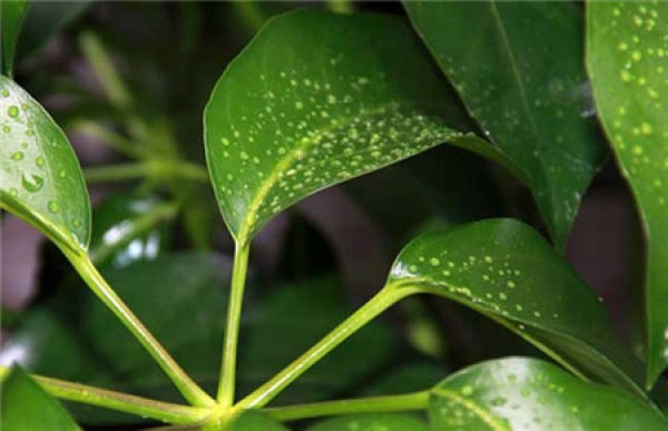 Money Tree watering
