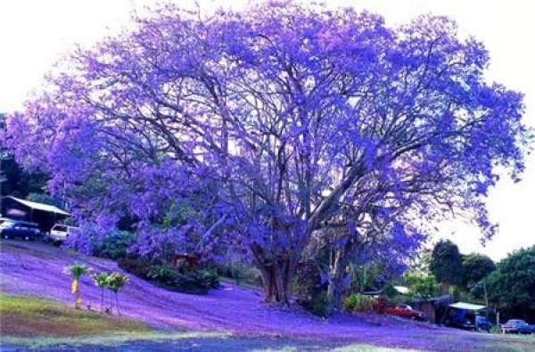 Jacaranda trees and related cultures in South Africa