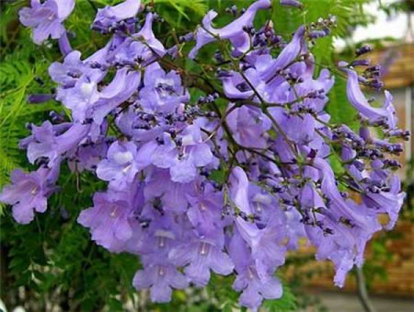 Jacaranda trees and related cultures in South Africa