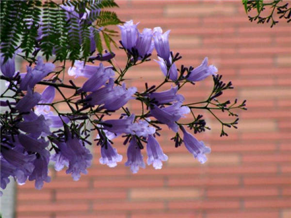 Jacaranda trees and related cultures in Argentina