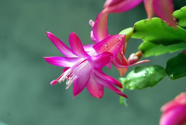 Crab Claw Orchid