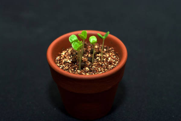 Plant Growth Stage