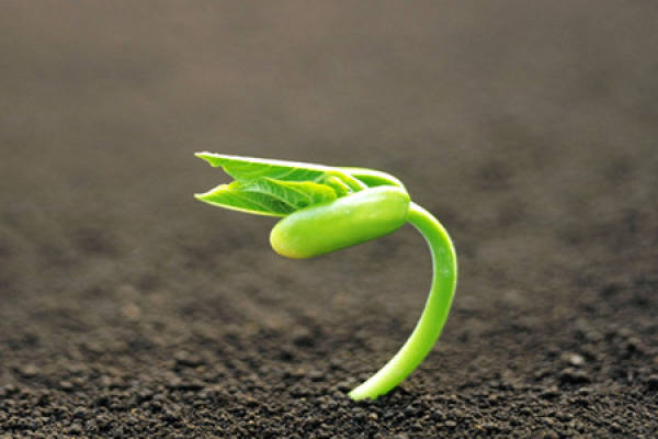 Different growth stages of plant