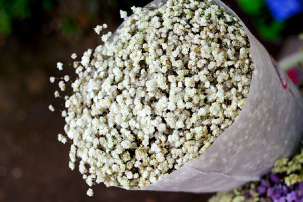 Domestic Flower Taboos