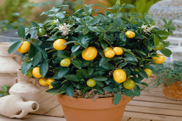 Winter maintenance method for fruit-bearing flower