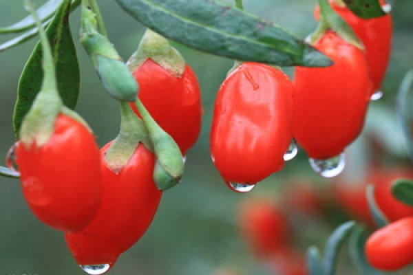 Care method of fruit-hanging flower