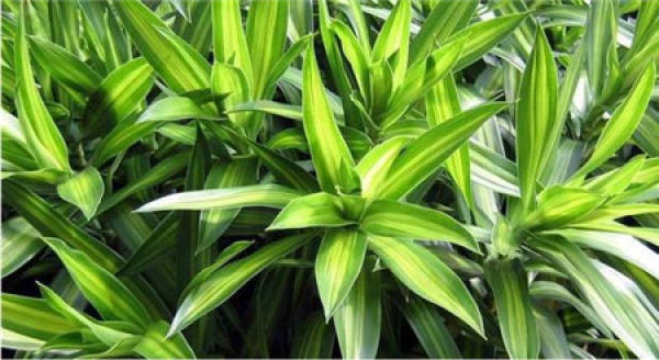 Household maintenance method for Lily bamboo