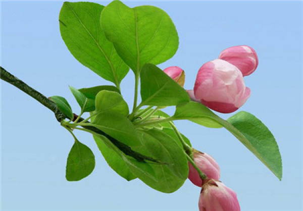 No need to look at all the language, love flowers is the most people who cherish flowers.