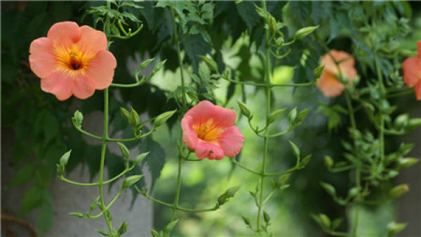 No need to look at all the language, love flowers is the most people who cherish flowers.