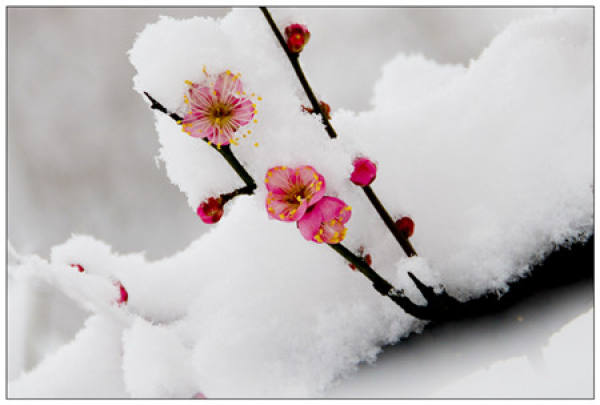 No need to look at all the language, love flowers is the most people who cherish flowers.