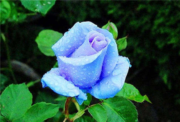 No need to look at all the language, love flowers is the most people who cherish flowers.