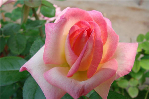 No need to look at all the language, love flowers is the most people who cherish flowers.
