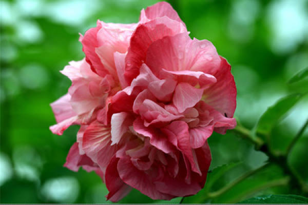 No need to look at all the language, love flowers is the most people who cherish flowers.