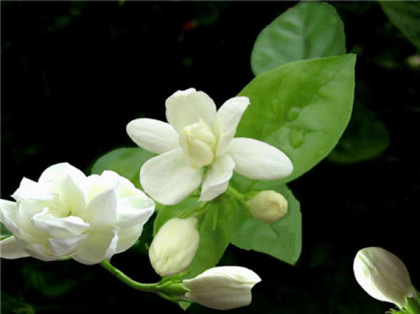 No need to look at all the language, love flowers is the most people who cherish flowers.
