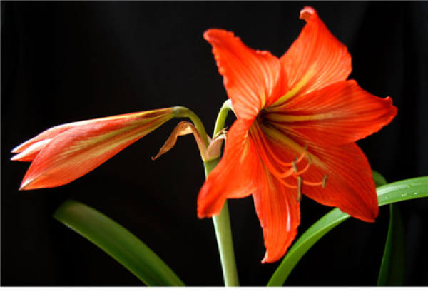 No need to look at all the language, love flowers is the most people who cherish flowers.