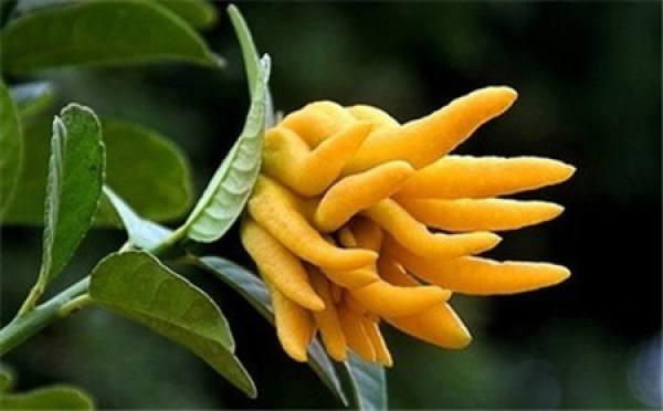 No need to look at all the language, love flowers is the most people who cherish flowers.