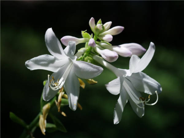 No need to look at all the language, love flowers is the most people who cherish flowers.