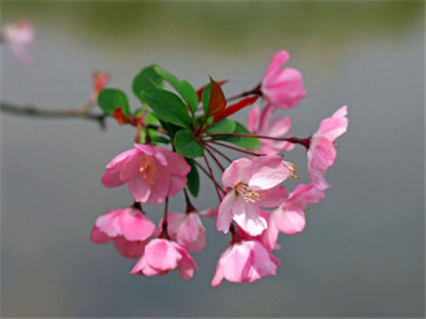 No need to look at all the language, love flowers is the most people who cherish flowers.