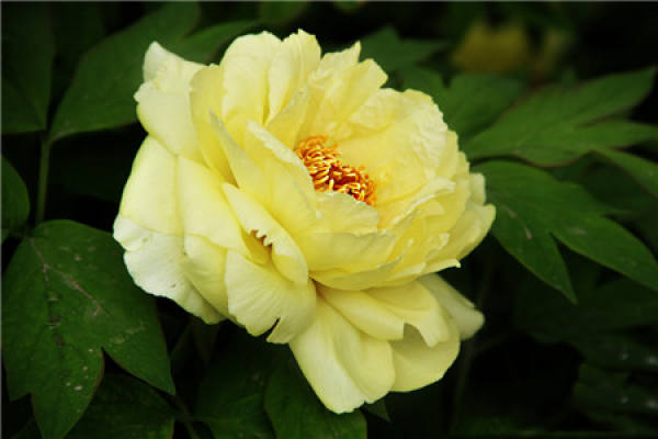 No need to look at all the language, love flowers is the most people who cherish flowers.