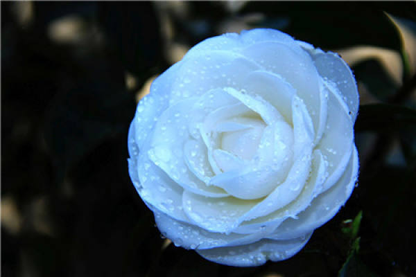 No need to look at all the language, love flowers is the most people who cherish flowers.