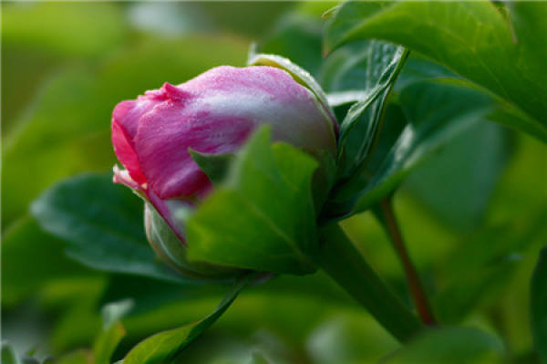 No need to look at all the language, love flowers is the most people who cherish flowers.
