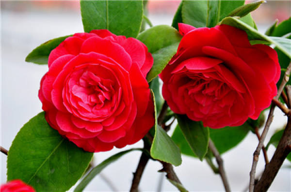 No need to look at all the language, love flowers is the most people who cherish flowers.