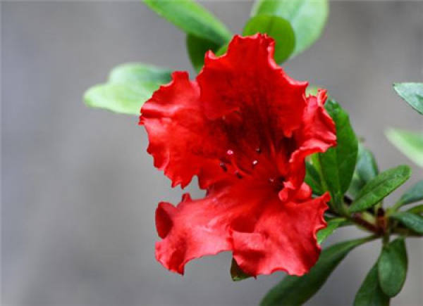 No need to look at all the language, love flowers is the most people who cherish flowers.