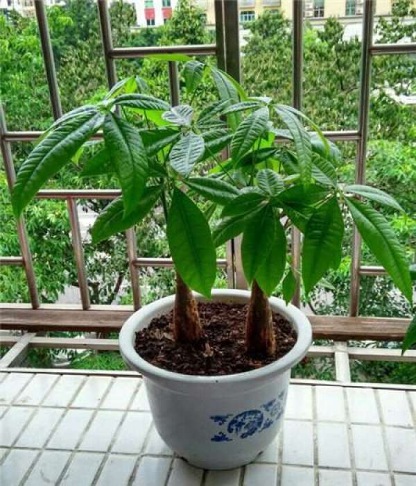 The growing environment of fortune tree